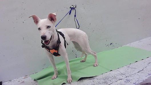 A white dog wearing a harness and leash, standing on a green mat.