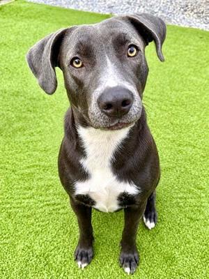 Jennings, Mixed Breed, young, available for adoption
