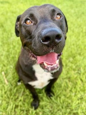 Judge, Mixed Breed, adult, available for adoption