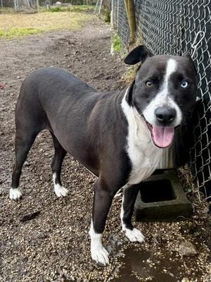 Ford, Mixed Breed, young, available for adoption