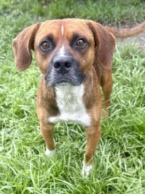 A brown and white dog standing in the grass