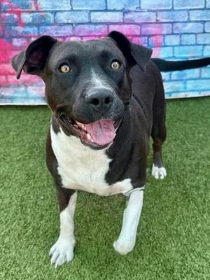 Delta, Mixed Breed, young, available for adoption