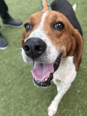 Ruckus, Hound / Mixed Breed, young, available for adoption
