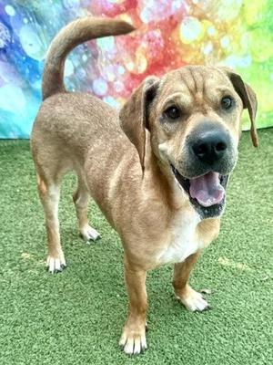 A brown and white dog with floppy ears and a wagging tail standing on green artificial grass, with a colorful background.