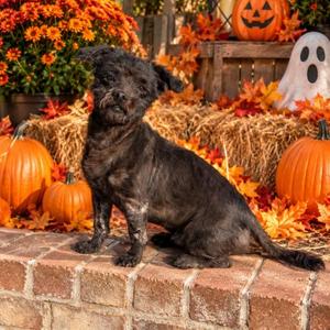 Bob, Poodle / Mixed Breed, young, available for adoption