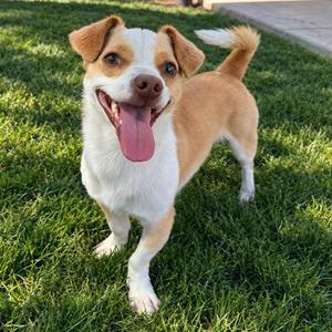 Duvalin, Chihuahua / Miniature Dachshund, young, available for adoption