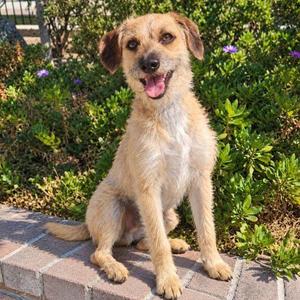 Bubbz, Border Terrier / Wirehaired Dachshund, young, available for adoption