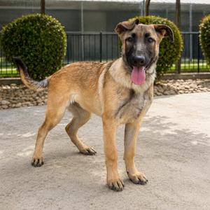 Arizona, German Shepherd Dog / Belgian Shepherd / Malinois, puppy, available for adoption