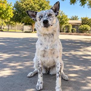 Delilah, Australian Cattle Dog / Blue Heeler, young, available for adoption