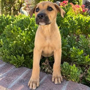 Bear, German Shepherd Dog / English Bulldog, puppy, available for adoption