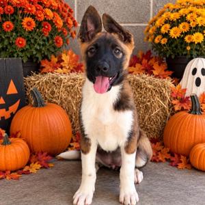 Baron, Smooth Collie / Akita, puppy, available for adoption