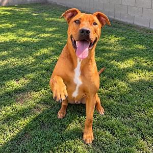 Austin, Pit Bull Terrier / Rhodesian Ridgeback, young, available for adoption