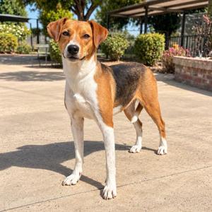 Daisy, Hound / Mixed Breed, young, available for adoption
