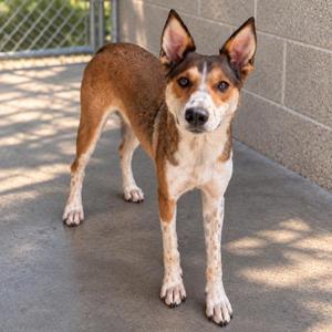 a brown and white dog standing on a concrete surface