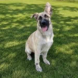 Dune, German Shepherd Dog, puppy, available for adoption