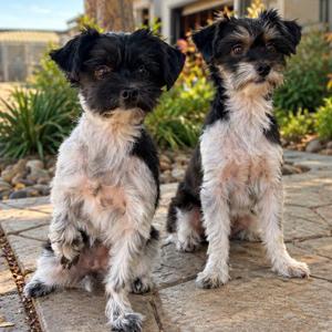 Birdie, Havanese / Mixed Breed, adult, available for adoption