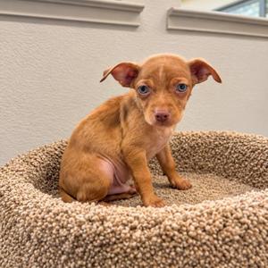 Chestnut, Chihuahua / Mixed Breed, puppy, available for adoption