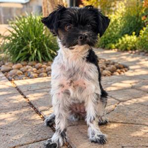 Bunny, Havanese / Mixed Breed, young, available for adoption