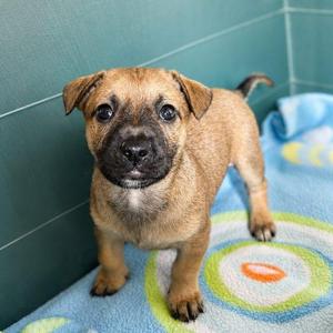 Aggie, Terrier, puppy, available for adoption