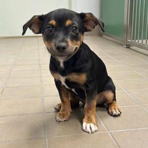 Dot, Dachshund / Chihuahua, puppy, available for adoption
