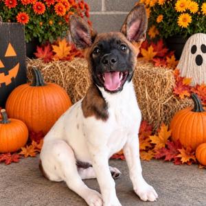 Duke, Smooth Collie / Akita, puppy, available for adoption