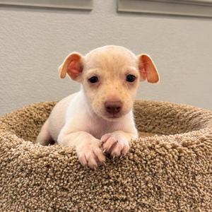 Acorn, Chihuahua / Mixed Breed, puppy, available for adoption