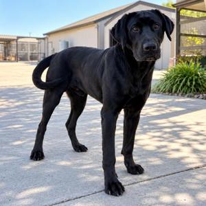 Bud, Black Labrador Retriever, young, available for adoption
