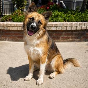 Cheese, Australian Shepherd / Mixed Breed, young, available for adoption