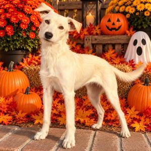 Capri, Terrier / Mixed Breed, puppy, available for adoption