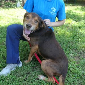 Fozzie, Mixed Breed (Medium), senior, available for adoption