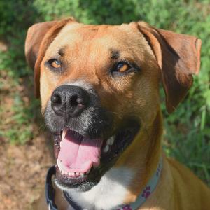 Slim Jim, Mixed Breed (Large), adult, available for adoption