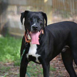 Teddy, Mixed Breed (Large), adult, available for adoption