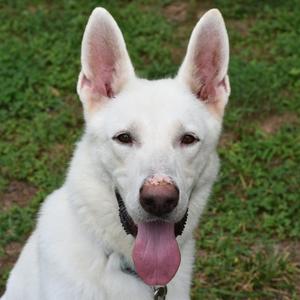 Gandalf, Mixed Breed (Large), adult, available for adoption