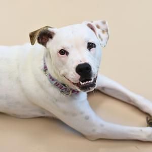 A white dog with black spots lying down on a beige surface, wearing a colorful collar.