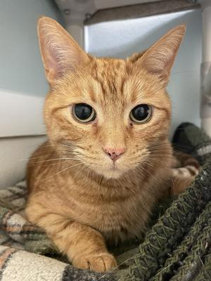 Simba, senior, available for adoption