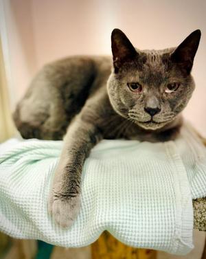 Samantha, senior, available for adoption