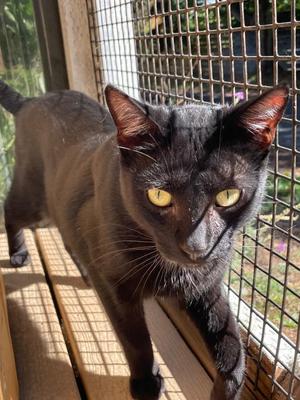 Beanie, kitten, available for adoption