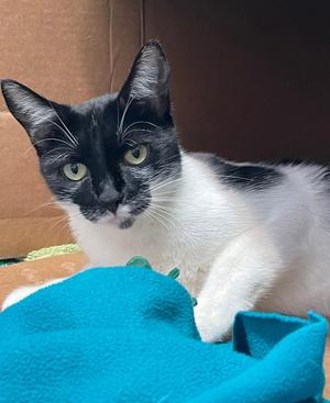 Vans, young, available for adoption