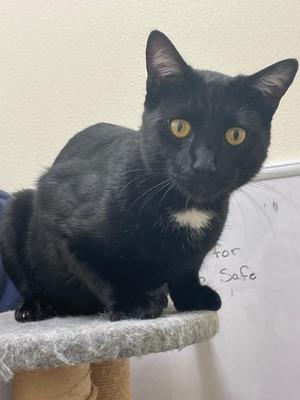 Flash, kitten, available for adoption