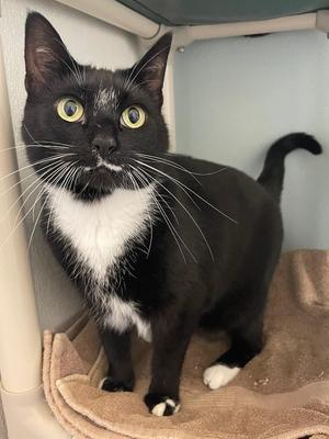 Dahlia, senior, available for adoption