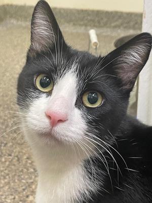 Bumblebee, kitten, available for adoption