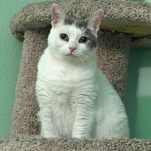 A white cat with gray markings on its head is sitting on a cat tree.