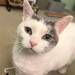 A close-up of a white and gray cat with large green eyes, looking directly at the camera.