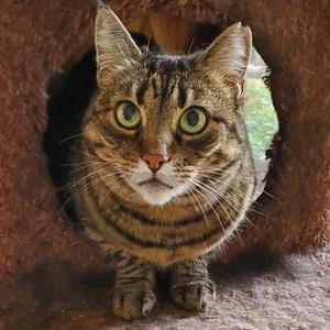 Big Boy, senior, available for adoption