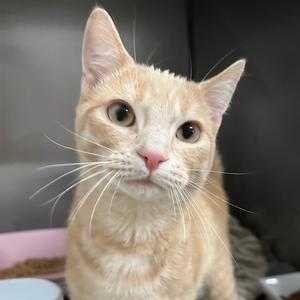 Honey, young, available for adoption