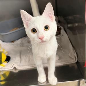 Birdy, available for adoption