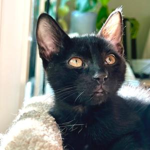 Mayhem, available for adoption