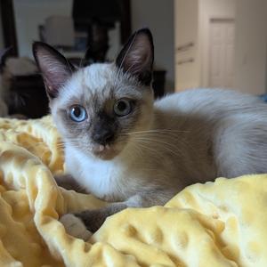 Pepperoncini, available for adoption