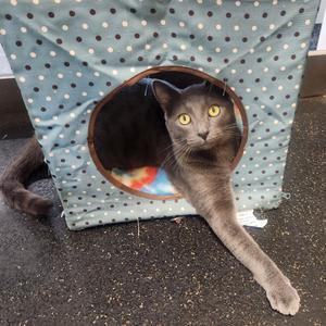 A grey cat with yellow eyes peering out of a blue and white polka-dot fabric pet house.