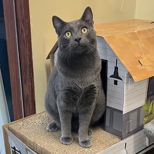 Madman, adult, available for adoption